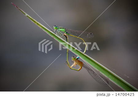 Blue-tailed Damselfly Blue-tailed Damselfly 14700425