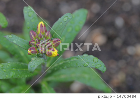 エリシマム黄花の蕾と雨雫 14700484