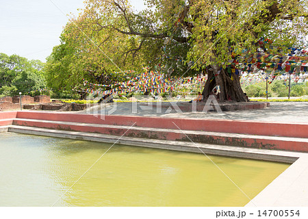ネパール ルンビニの菩提樹と沐浴池 ネパール ルンビニの菩提樹と沐浴池 14700554