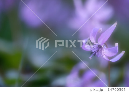 早春の妖精 14700595