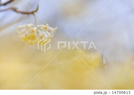 早春のミツマタ 14700615