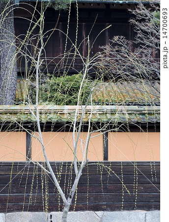 倉敷の街 芽柳 倉敷の街 芽柳 14700693