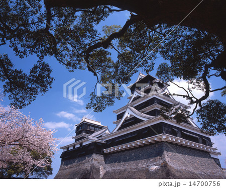 熊本城（別名:銀杏城）の桜風景/「日本三名城」/「国指定特別史跡」/「日本さくら名所百選」/「平成百 14700756