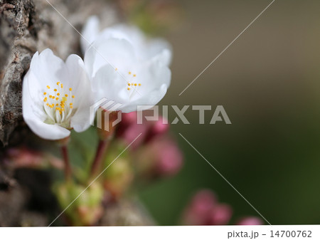 桜 14700762