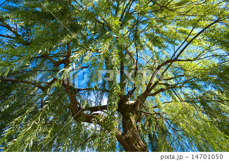 散歩道　柳の下、見上げた先の青空 14701050