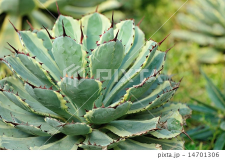 leaf of snake sansevieria leaf of snake sansevieria 14701306