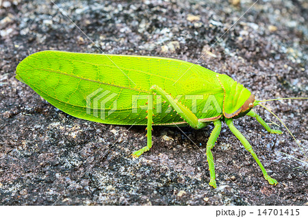 grasshopper macro on stone 14701415