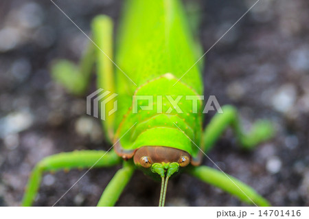 grasshopper macro on stone 14701416
