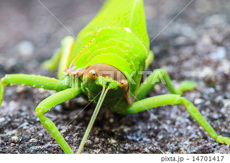 grasshopper macro on stone grasshopper macro on stone 14701417