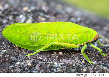 grasshopper macro on stone 14701418