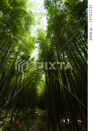 竹林の光 14701532
