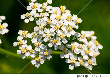 ノコギリソウ、ヤロウホワイト、キク科、本州～北海道 14701598