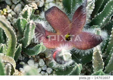 スタペリア・グランディフォロラ、ガガイモ科、南アフリカ(ケープ)、トランスヴァール スタペリア・グランディフォロラ、ガガイモ科、南アフリカ(ケープ)、トランスヴァール 14701607