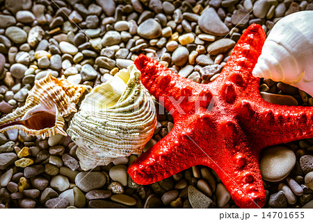 Seastar and seashells on pebbles Seastar and seashells on pebbles 14701655