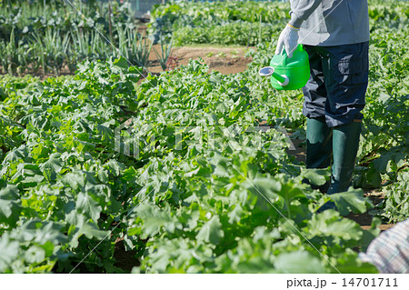 Farmの写真素材