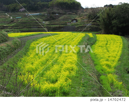 菜の花 菜の花 14702472