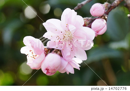 花桃 花桃 14702776