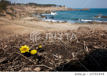 海岸に咲く福寿草 14702848