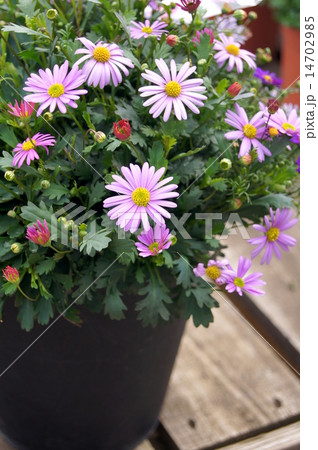 春~秋のヒメコギク(姫小菊):ブラキカム 春~秋のヒメコギク(姫小菊):ブラキカム 14702985