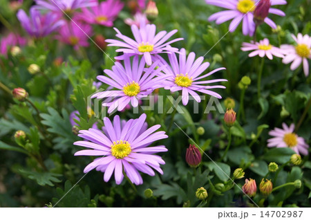 春~秋のヒメコギク(姫小菊):ブラキカム 春~秋のヒメコギク(姫小菊):ブラキカム 14702987