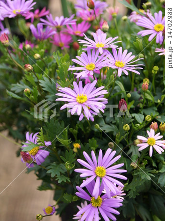 春~秋のヒメコギク(姫小菊):ブラキカム 春~秋のヒメコギク(姫小菊):ブラキカム 14702988