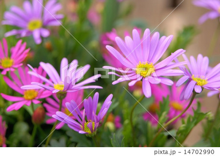 春～秋のヒメコギク（姫小菊）：ブラキカム 14702990