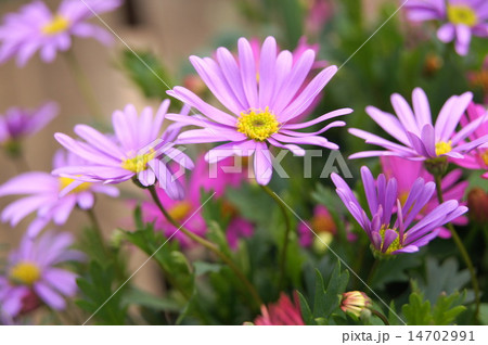 春~秋のヒメコギク(姫小菊):ブラキカム 春~秋のヒメコギク(姫小菊):ブラキカム 14702991