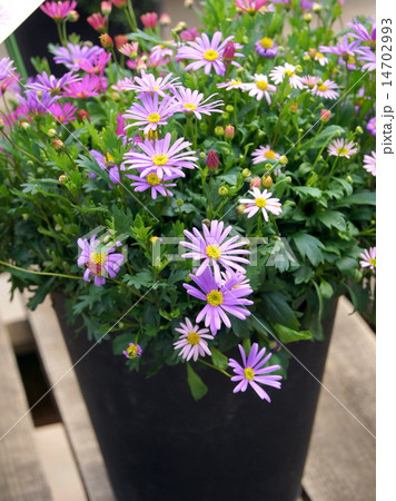 春~秋のヒメコギク(姫小菊):ブラキカム 春~秋のヒメコギク(姫小菊):ブラキカム 14702993