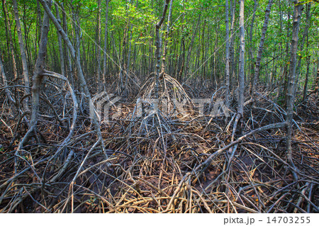 mangrove forest 14703255