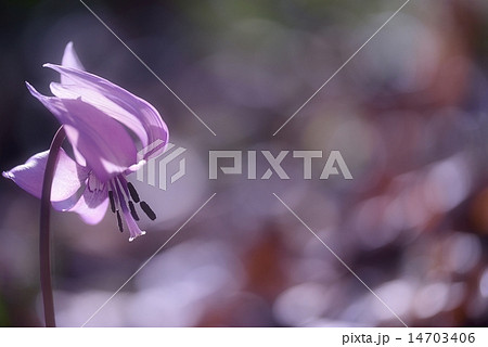 早春の乙女(カタクリ) 早春の乙女(カタクリ) 14703406