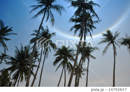 Coconut Tree 14703657
