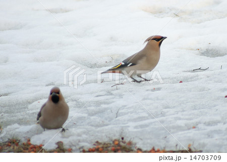 キレンジャク 14703709