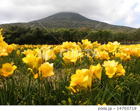 フリージア フリージア 14703719