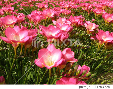 フリージア 14703720