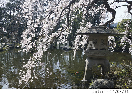 佐野美術館の枝垂れ桜 佐野美術館の枝垂れ桜 14703731