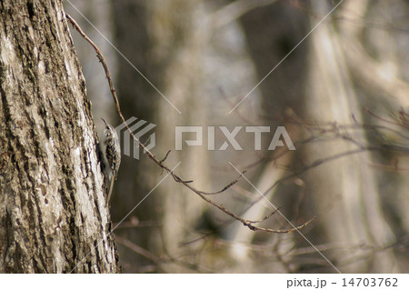 森と鳥(キバシリ) 森と鳥(キバシリ) 14703762