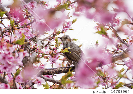 河津桜とヒヨドリ 河津桜とヒヨドリ 14703964