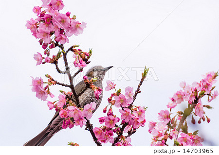 河津桜とヒヨドリ 河津桜とヒヨドリ 14703965