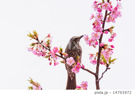 河津桜とヒヨドリ 14703972