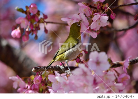 メジロ メジロ 14704047