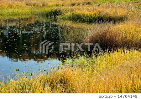 紅葉する葦原 14704149