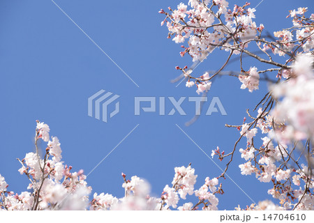 桜と穏やかな空 14704610