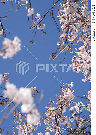 桜と見上げる春の青空 14704611