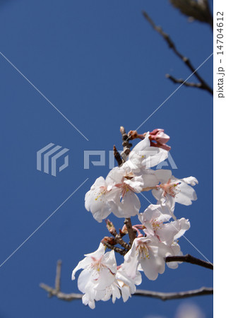 青い空の下　桜 14704612