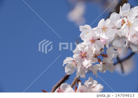 桜　春の喜び 14704613