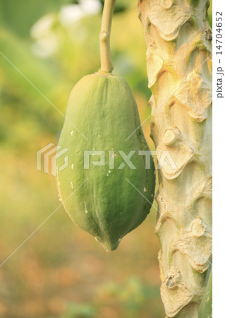 Papaya on the tree Papaya on the tree 14704652