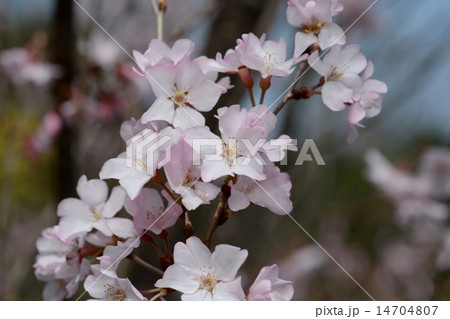 エドヒガン エドヒガン 14704807