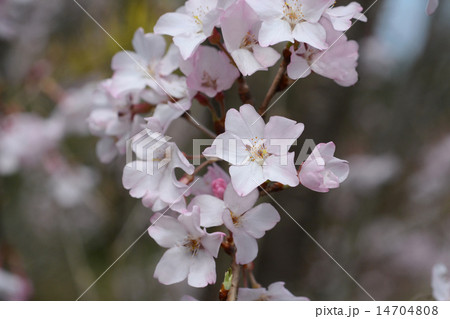 エドヒガン エドヒガン 14704808