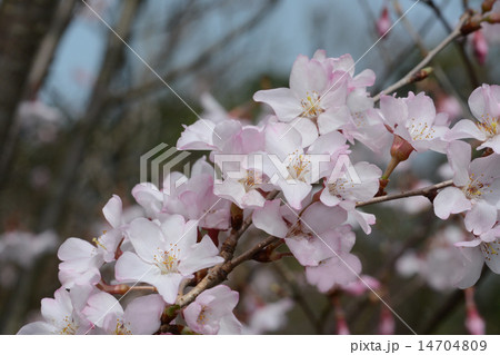 エドヒガン エドヒガン 14704809