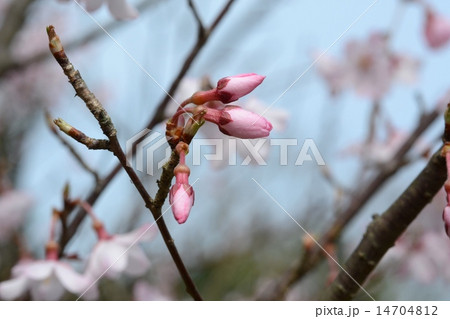 エドヒガン エドヒガン 14704812